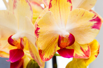 Yellow flowering orchids isolaten on the background