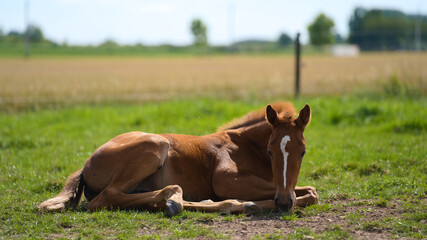 Naklejka na ściany i meble Young baby foal horse laying down in the grass at the farm on a sunny day