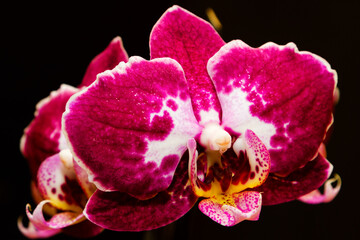 Purple flowering orchids isolaten on the black background