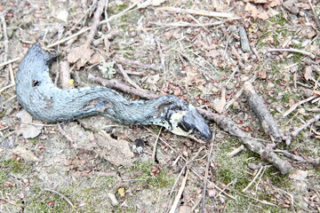 tote Schlange Ringelnatter Schlangensterben