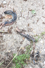 tote Schlange Ringelnatter Schlangensterben