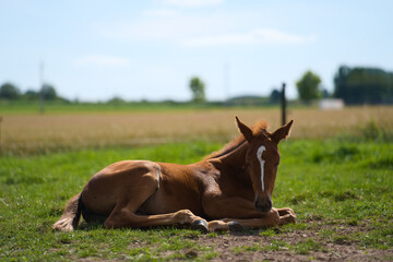 Fototapeta premium Young baby foal horse laying down in the grass at the farm on a sunny day