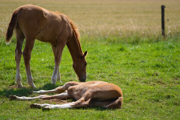 Brown baby foal horse  laying in the grass and mother mare at the ranch eating grass