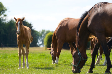 Obraz premium Brown baby foal horse and mother at the ranch eating grass
