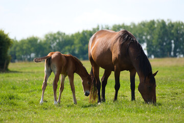 Naklejka na ściany i meble Brown baby foal horse and mother at the ranch eating grass
