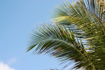A palm tree waving to the rythm of the waves at Miami Beach. Tropical green palm tree and blue summer sky.