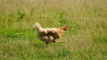 Brown chicken hen walking in the grass on a farm