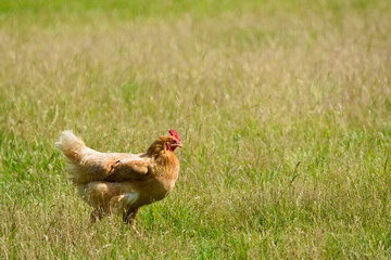 Brown chicken hen walking in the grass on a farm