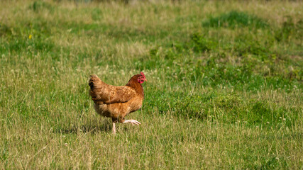 Brown chicken hen walking in the grass on a farm
