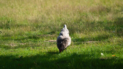 Grey chicken hen walking on grass at the farm on a sunny day