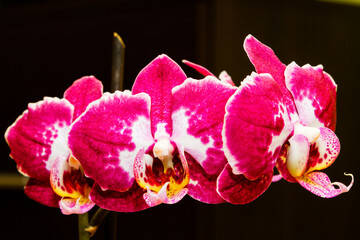Purple flowering orchids isolaten on the black background