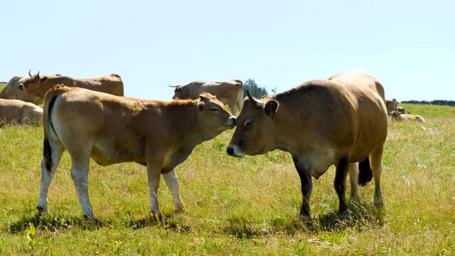 cow and veal 