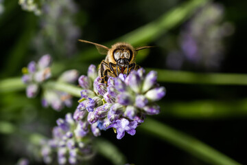 Nahaufnahme einer Biene auf Lavendel Blüte © Markus