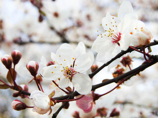 white spring flowers recently bloomed