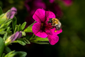 Nahaufnahme einer Hummel auf rosa Blüte © Markus