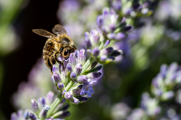 Nahaufnahme einer Biene auf Lavendel Blüte © Markus