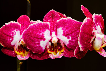 Purple flowering orchids isolaten on the black background
