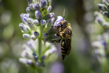 Nahaufnahme einer Biene auf Lavendel Blüte © Markus