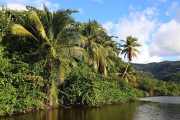 Obraz premium Guadeloupe jungle landscape