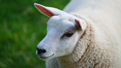 Beautiful female sheep with summer ready wool 