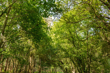 Summer forest nature. Vivid morning in green forest with sun rays through branches of trees. Scenery of nature with sunlight at Alvaraes, Viana do Castelo, Portugal.