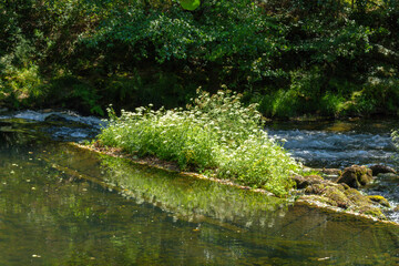 Calm Neiva River flowing gently through woodland landscape at Alvaraes in Viana do Castelo, Portugal.