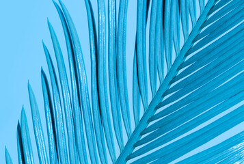 Obraz premium Tropical palm leaves neon color blue branch closeup