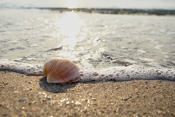 Seashell in the sand on the beach