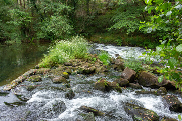 Fototapeta premium The Neiva River flowing gently through woodland landscape at Alvaraes in Viana do Castelo, Portugal.