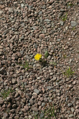 Dandelion sprouted through the rock
