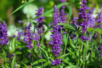 Salvia officinalis (garden sage) blooming in the garden.