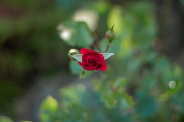 geschlossene Rose, verschwommener Hintergrund