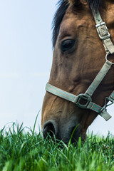 Close up of the head of a horse with halter grazing in a fresh green pasture. Seen from low...