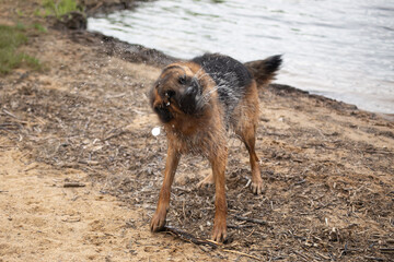 Wet German shepherd dog shakes off water 
