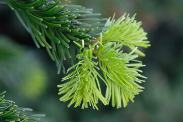 Light green and dark green needles of the Christmas Tree in close-up. Christmas time. Winter. Nature. Poland.