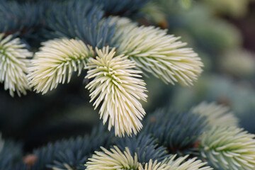 Bright and white-yellow needles of the Christmas Tree in close-up. Christmas time. Winter. Nature. Poland.