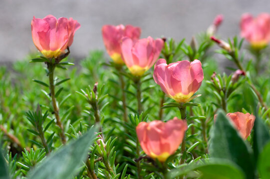 Portulaca grandiflora moss-rose flowering plant, pale pink orange color rock rose purslane flowers in bloom