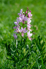 Dictamnus albus wild flowerin plant, beautiful white pink flowers in bloom
