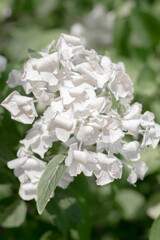 Weiße kleine Blumen