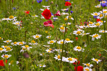 Field of various wild flowers in summer