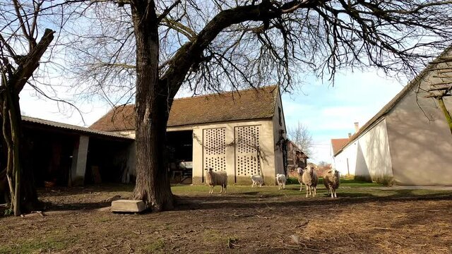 Curious flock of sheep in farmyard