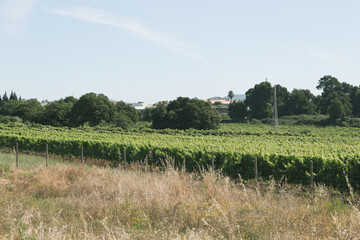 Rows of green vineyards growing in the agricultural lands of Esmeriz, Famalicao, Minho Region. Minho is the biggest wine producing region in Portugal.