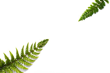 White background with fern leaves 