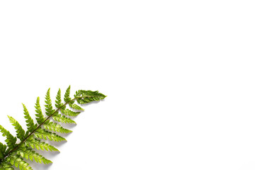 White background with a fern 