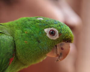 
Green parrot with its sweet look