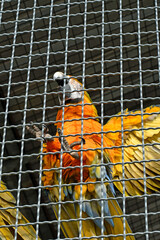 ara papagei in vogelgehege © lotharnahler