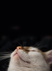 Red white cat looking upwards with black background. Vertical image. Copy space