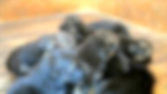 Blurred background. Nine young puppies dog breed German Shepherd in wooden booth
