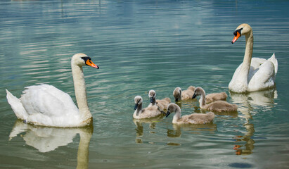 Swan family on the lake. Little swans with their mother and father © bogdan vacarciuc
