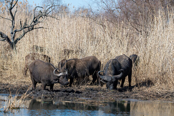 A herd of buffalo, photographed in South Africa.